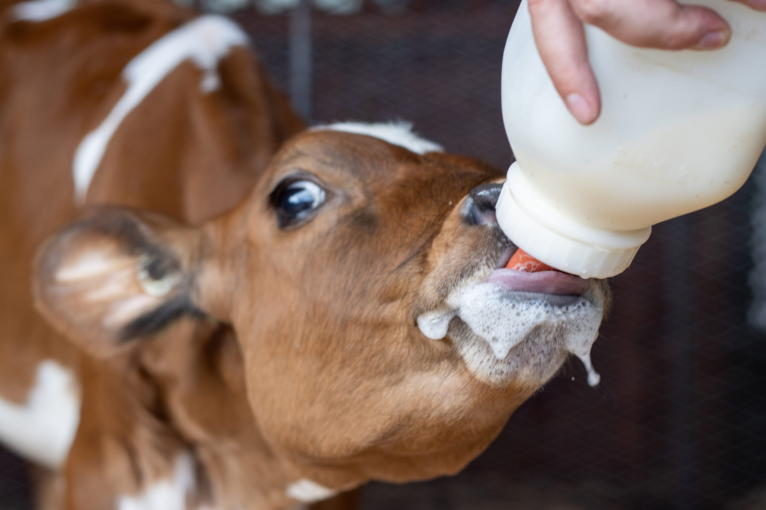 Close-up-of-a-Calf-Drinking-Milk-from-a-Bottle-Foamy-Milk-Dripping-scaled
