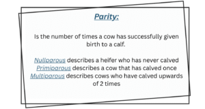 Parity definition