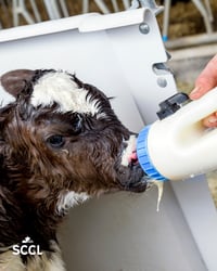 Defend Your Calves With Enrichment