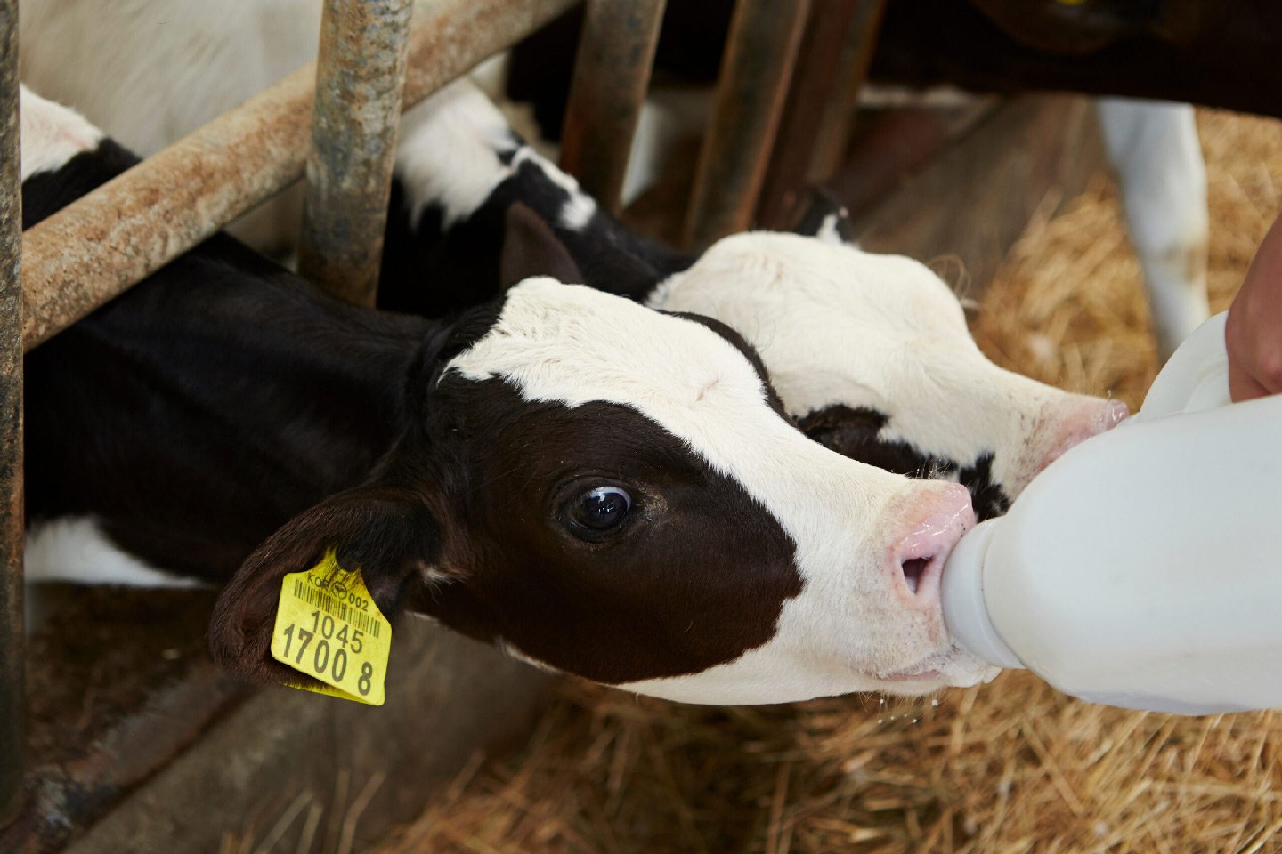 Feeding-Baby-Cows-scaled-comp