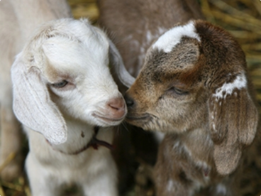 Lamb & Kids