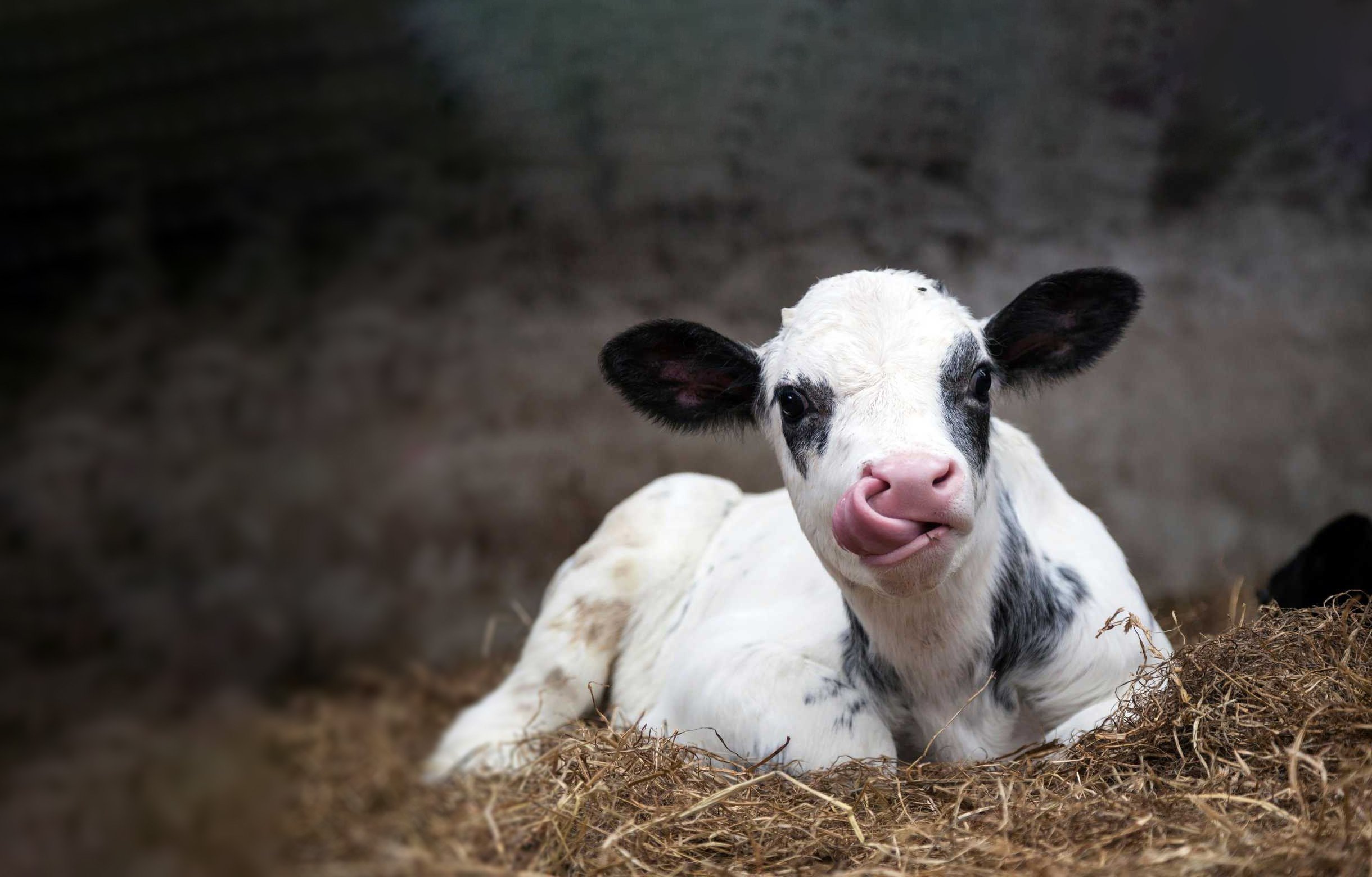 Young_calf_in_straw-comp