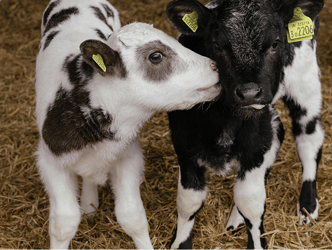 What Is A Transition Period For Calves