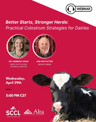 Practical Colostrum Strategies for Dairies