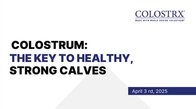Colostrum: The key to strong, healthy beef calves | COLOSTRX