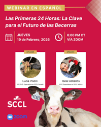 Las Primeras 24 Horas: La Clave para el Futuro de las Becerras​