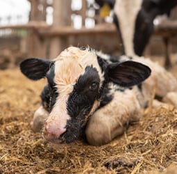 More Than an Antibody Bolus: The Role of Colostrum Beyond Immunity