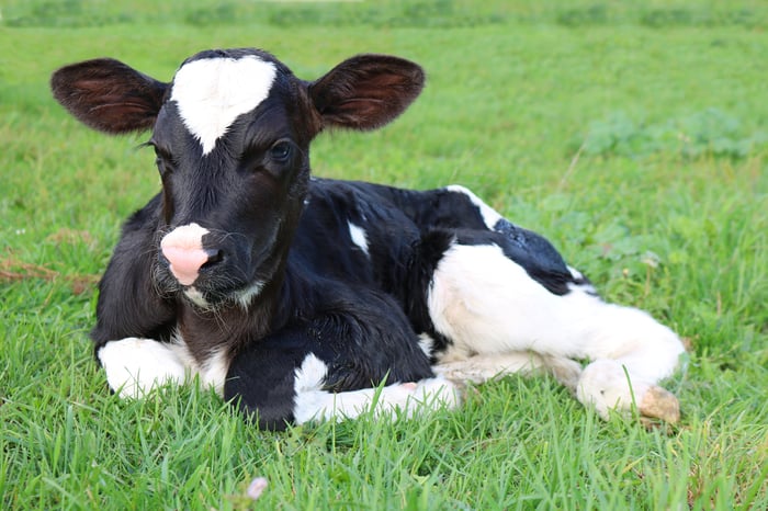 Calf laying in green grass 