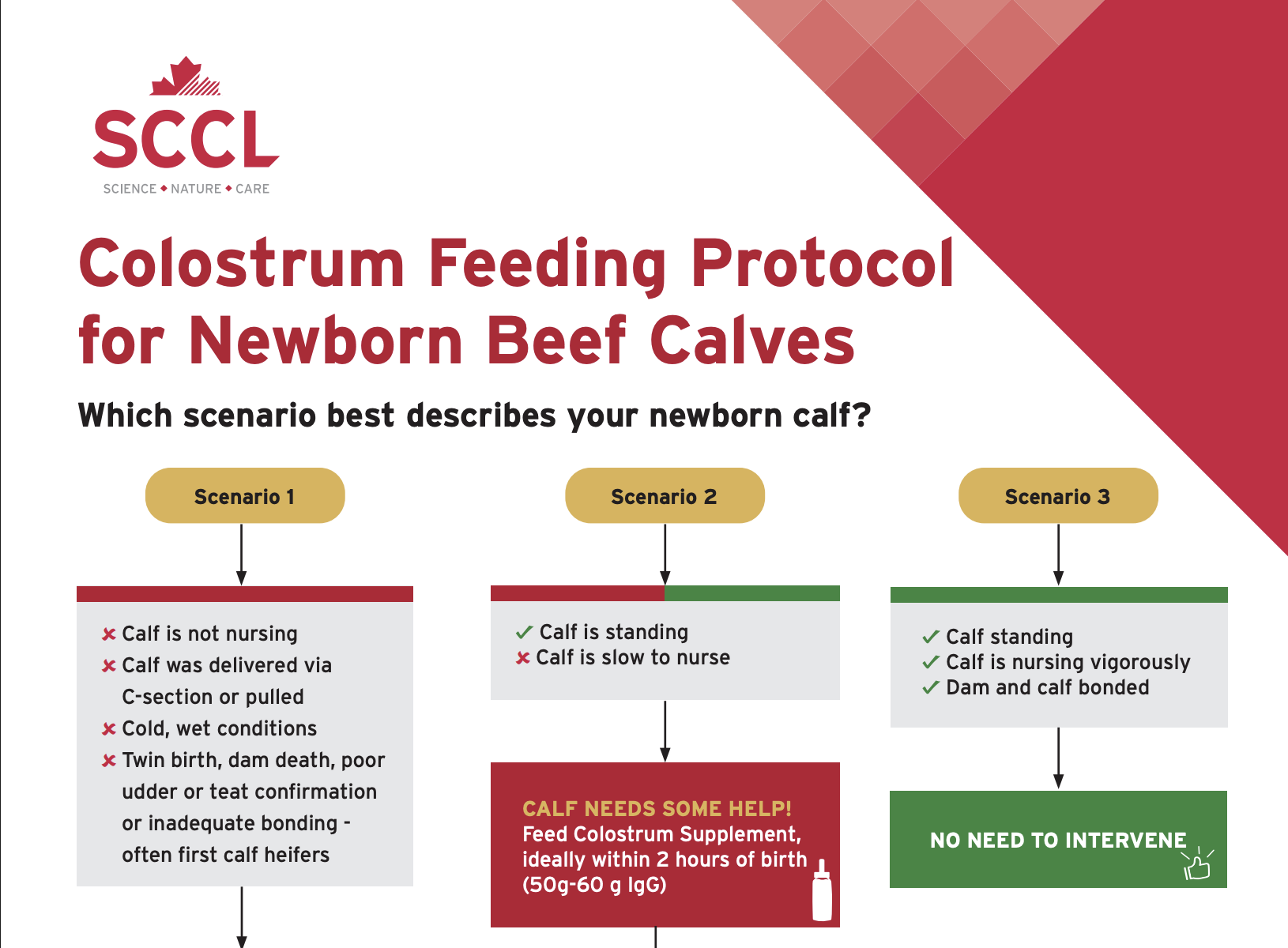 beef protocol guide cover image