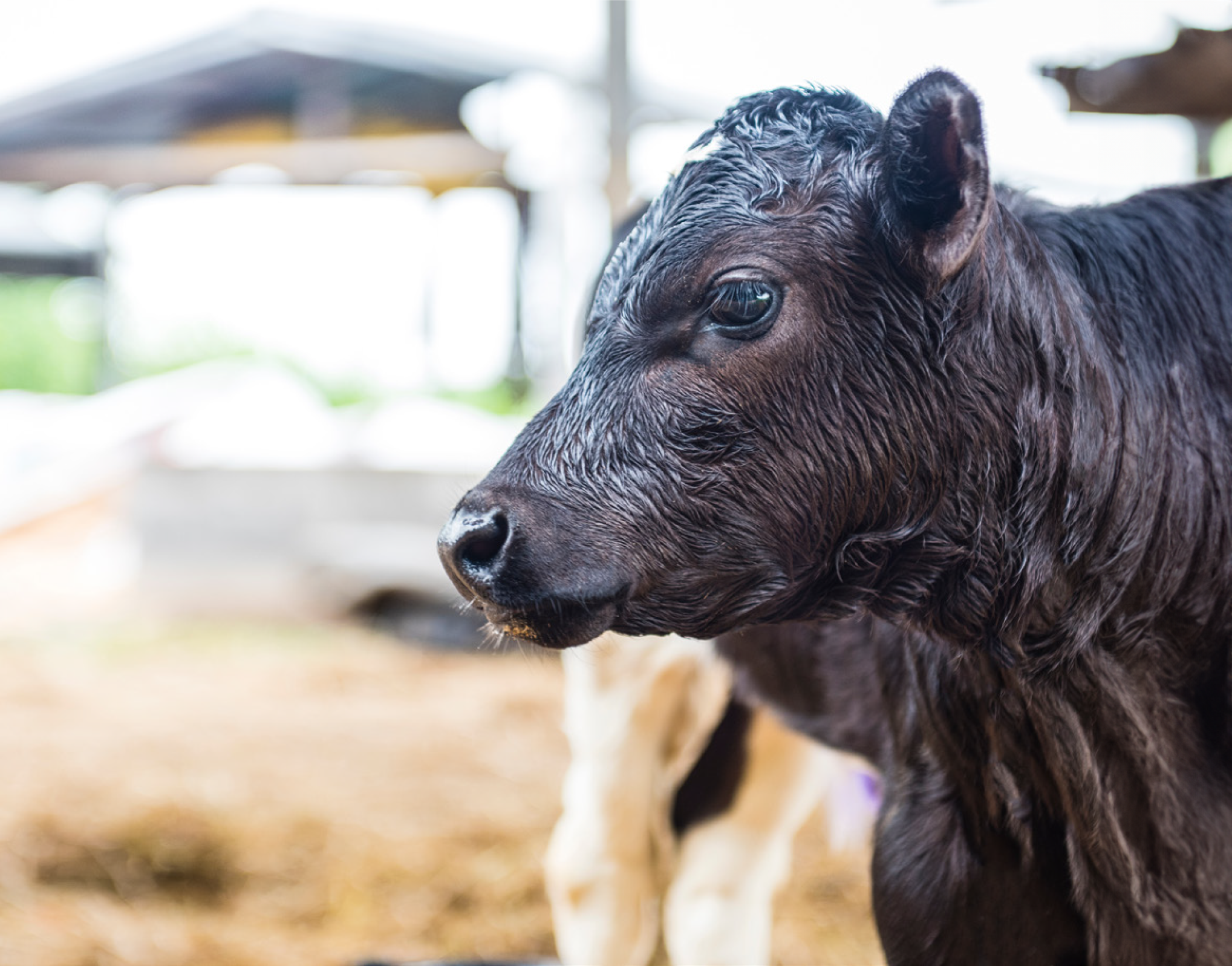 Feeding colostrum as a therapy for diarrhea in preweaned calves