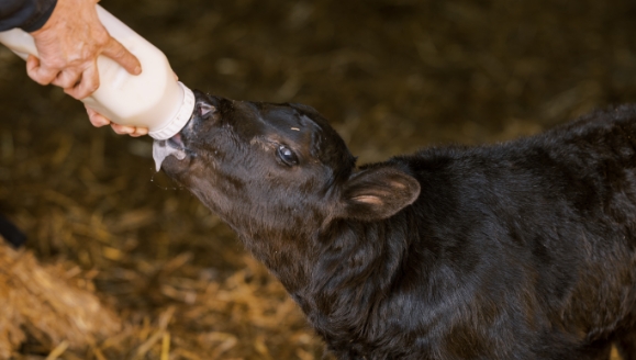 Dairy - SCCL Site