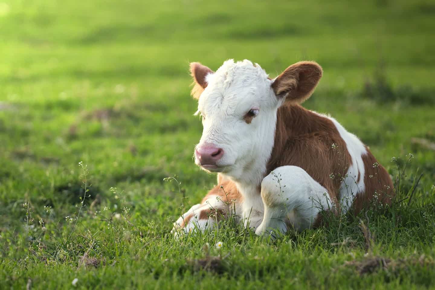 The Colostrum Counsel – Tips for keeping calves cool during the heat of the summer