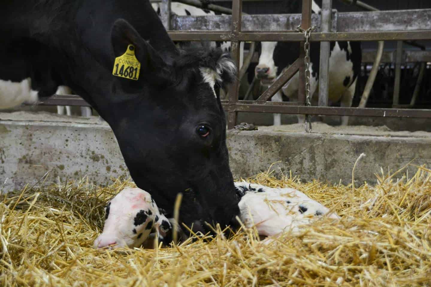 The Colostrum Counsel – How can heat stress during late-gestation affect our calves and colostrum quality?
