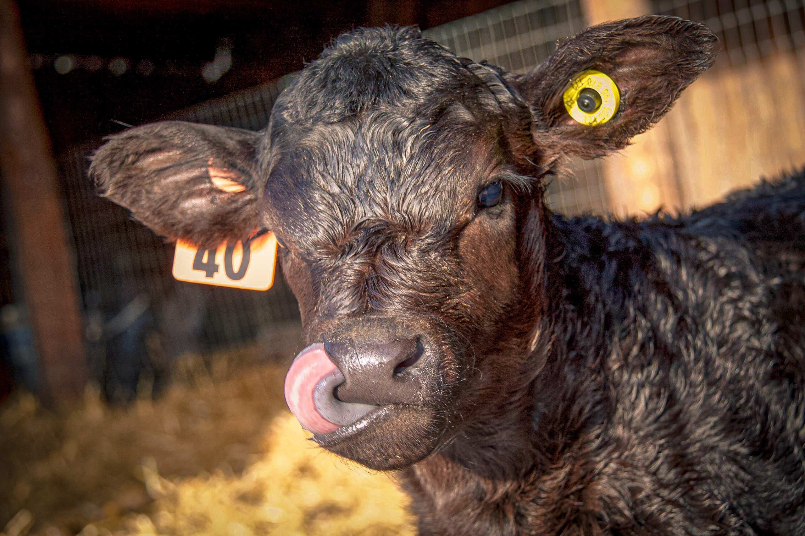 young baby calf making funny face in barn, healthy calf