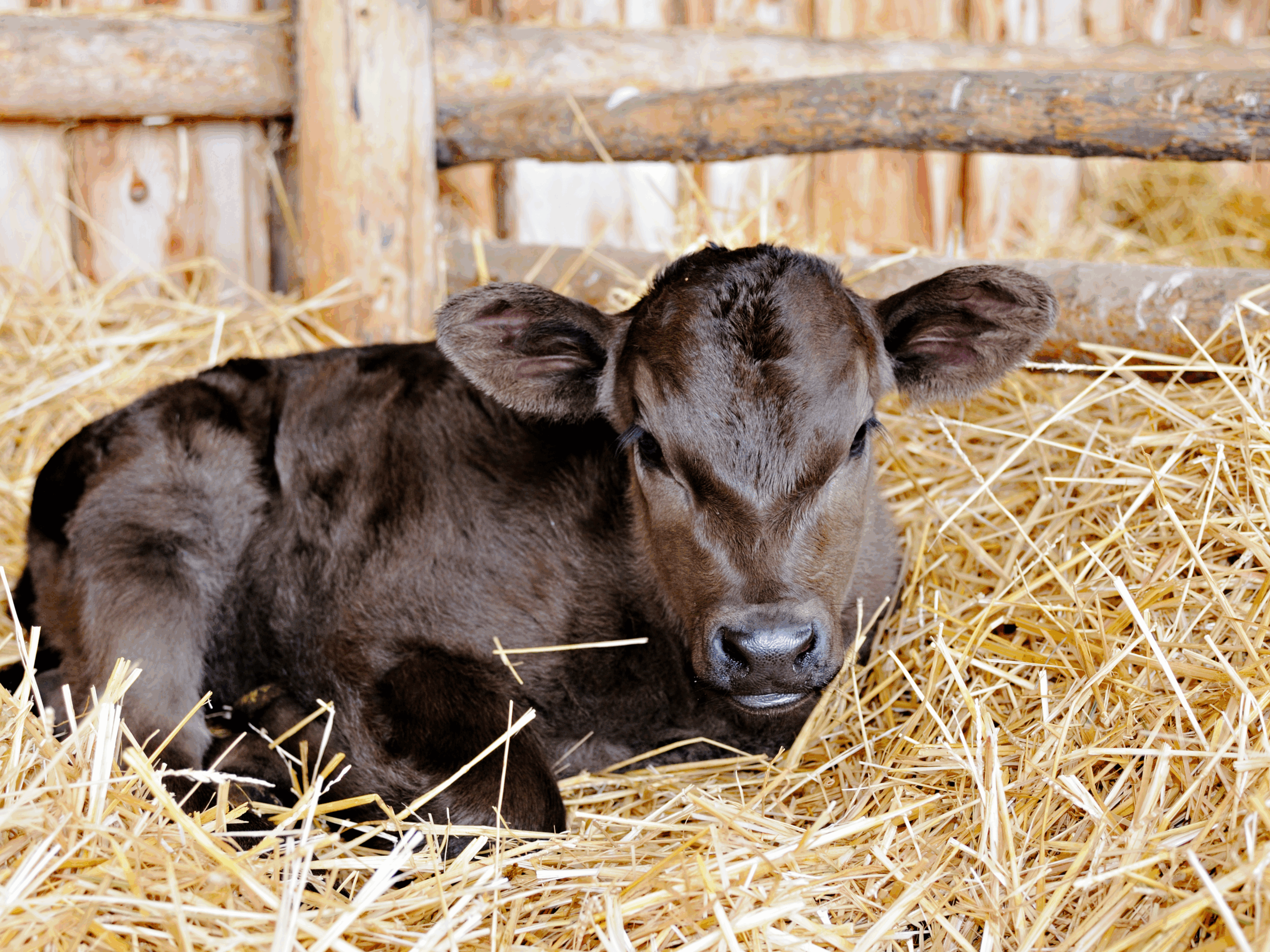 Calf laying in some straw