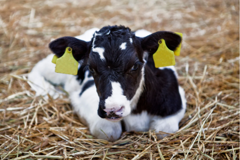 Black and white calf laying in straw